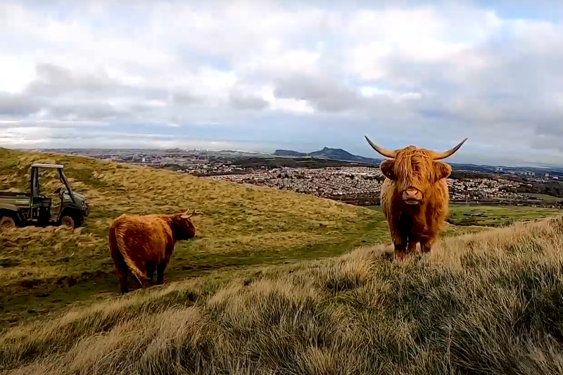 Swap the January Blues for Scotland’s Highland Coos
