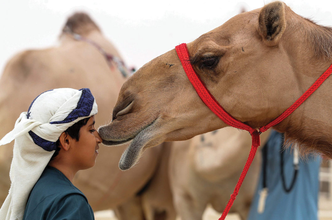 CELEBRATING CAMELS