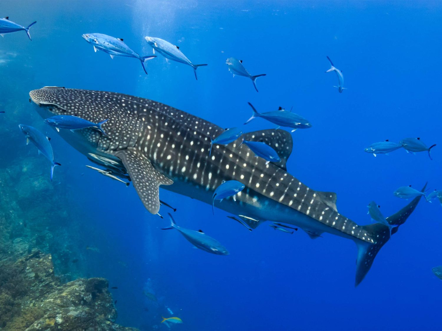 Banana Island Resort - The Whale Sharks of Qatar