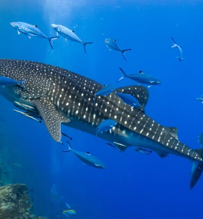 Banana Island Resort - The Whale Sharks of Qatar