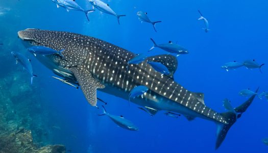 Banana Island Resort Doha by Anantara Partners with Discover Qatar To Launch ‘The Whale Sharks of Qatar